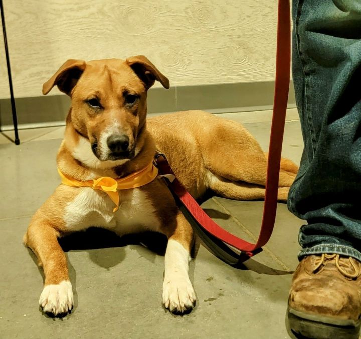 Dog for adoption Macy Anne a Shepherd Mix in Brooklyn Center