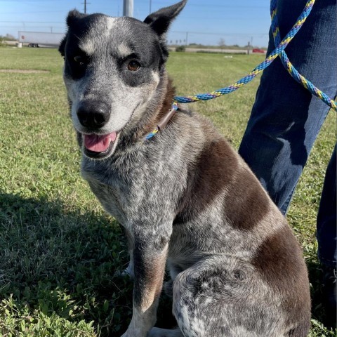 Dog for adoption - Elijah Heeler, an Australian Cattle Dog / Blue ...