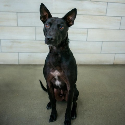 Rango, an adoptable Cattle Dog, Retriever in West Jordan, UT, 84084 | Photo Image 1