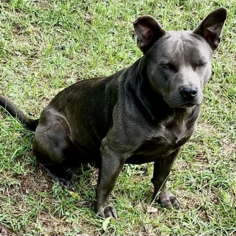 Smokey Blu, an adoptable Pit Bull Terrier in Wadena, MN, 56482 | Photo Image 2