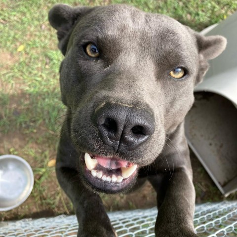 Smokey Blu, an adoptable Pit Bull Terrier in Wadena, MN, 56482 | Photo Image 6