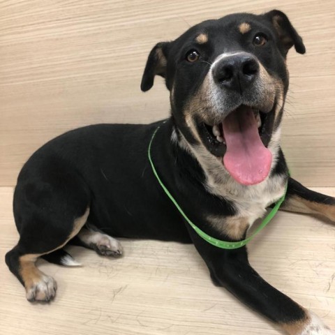 Finn, an adoptable Rottweiler in Wadena, MN, 56482 | Photo Image 1