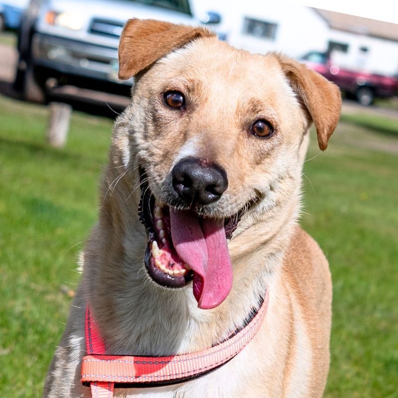 Tommy, an adoptable Jack Russell Terrier, Labrador Retriever in Laramie, WY, 82073 | Photo Image 1