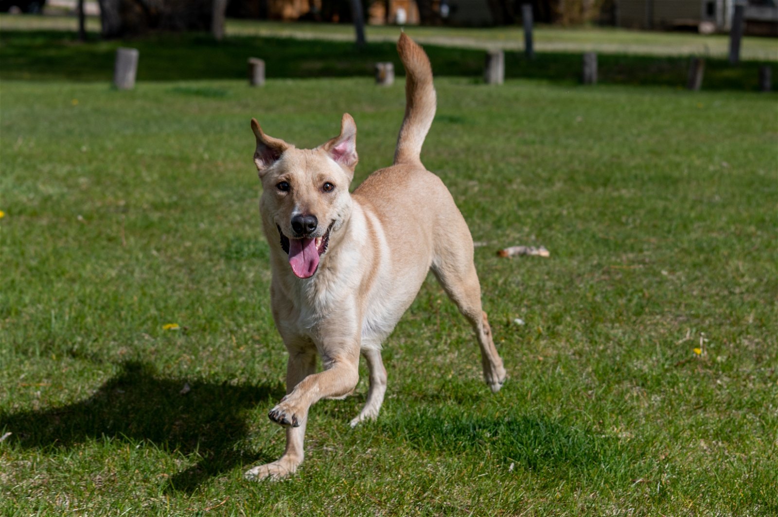 Tommy, an adoptable Jack Russell Terrier, Labrador Retriever in Laramie, WY, 82073 | Photo Image 2