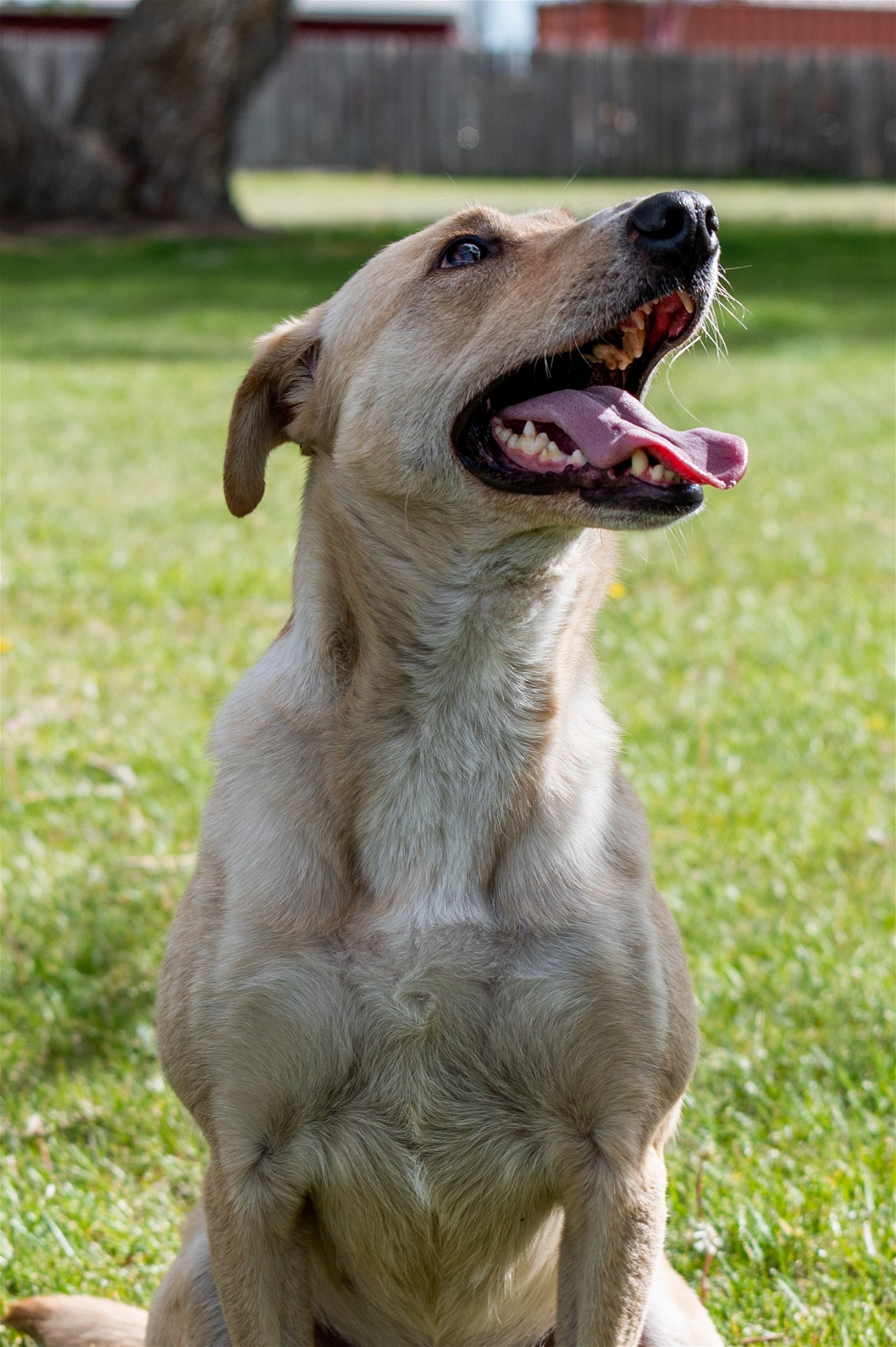 Tommy, an adoptable Jack Russell Terrier, Labrador Retriever in Laramie, WY, 82073 | Photo Image 3