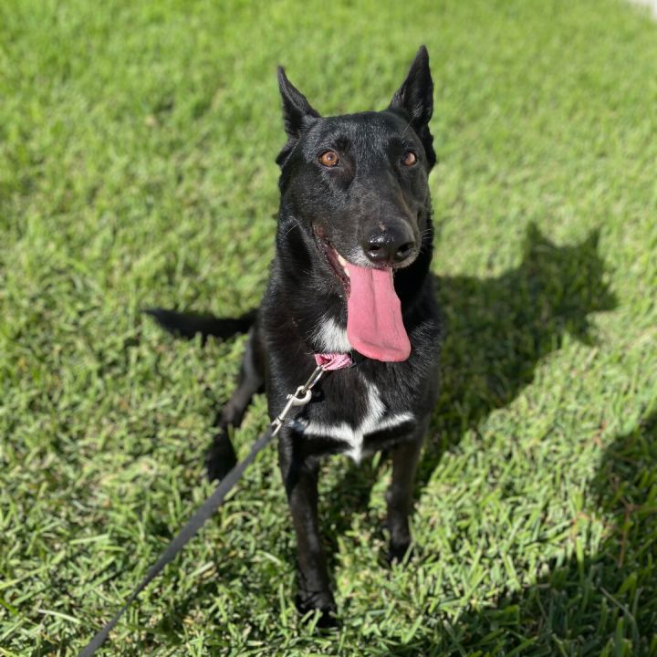 Dog for adoption - Lucero, a German Shepherd Dog & Black Labrador ...