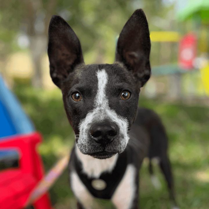 Boston terrier best sale feist mix