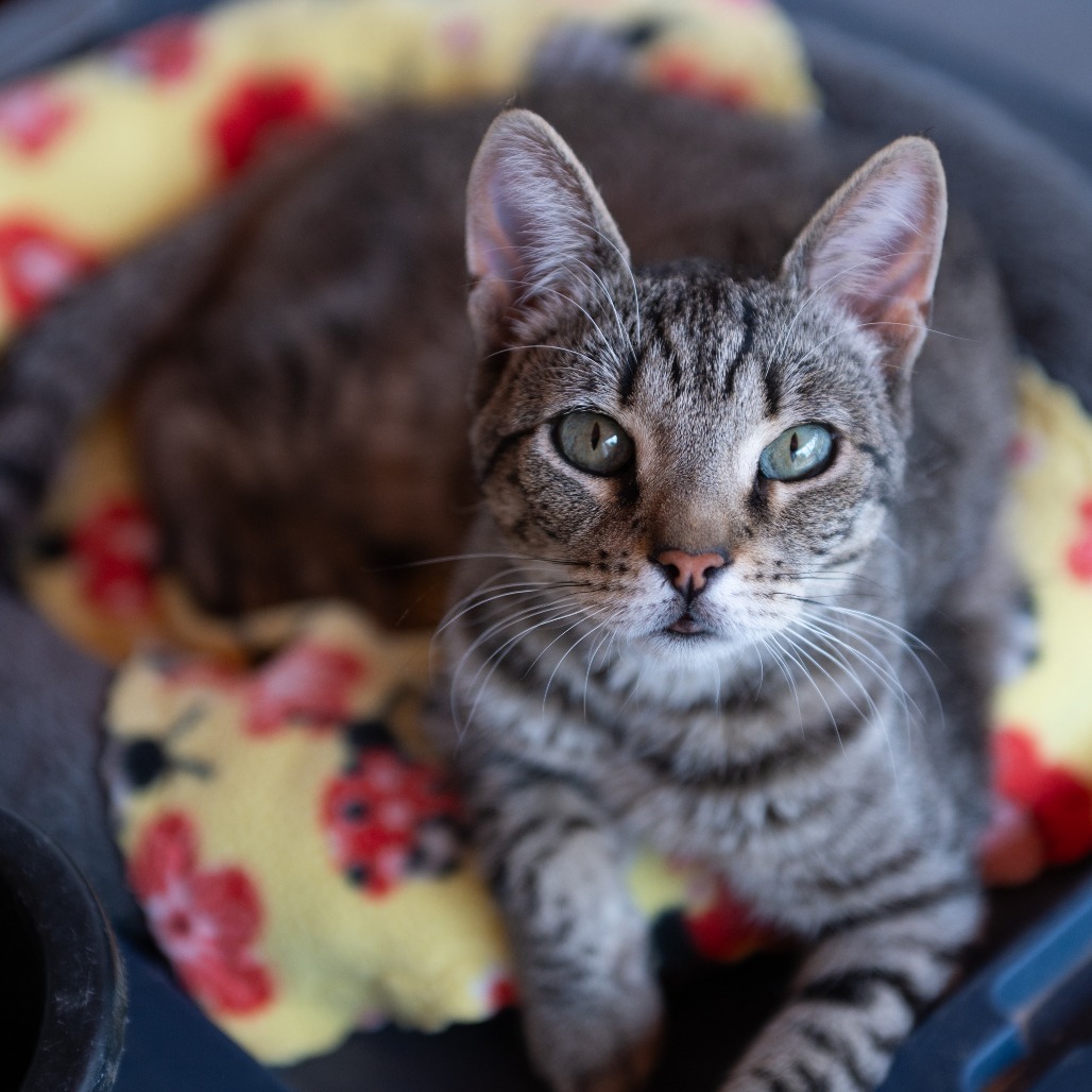 Tisha, an adoptable Domestic Short Hair in Kanab, UT, 84741 | Photo Image 1