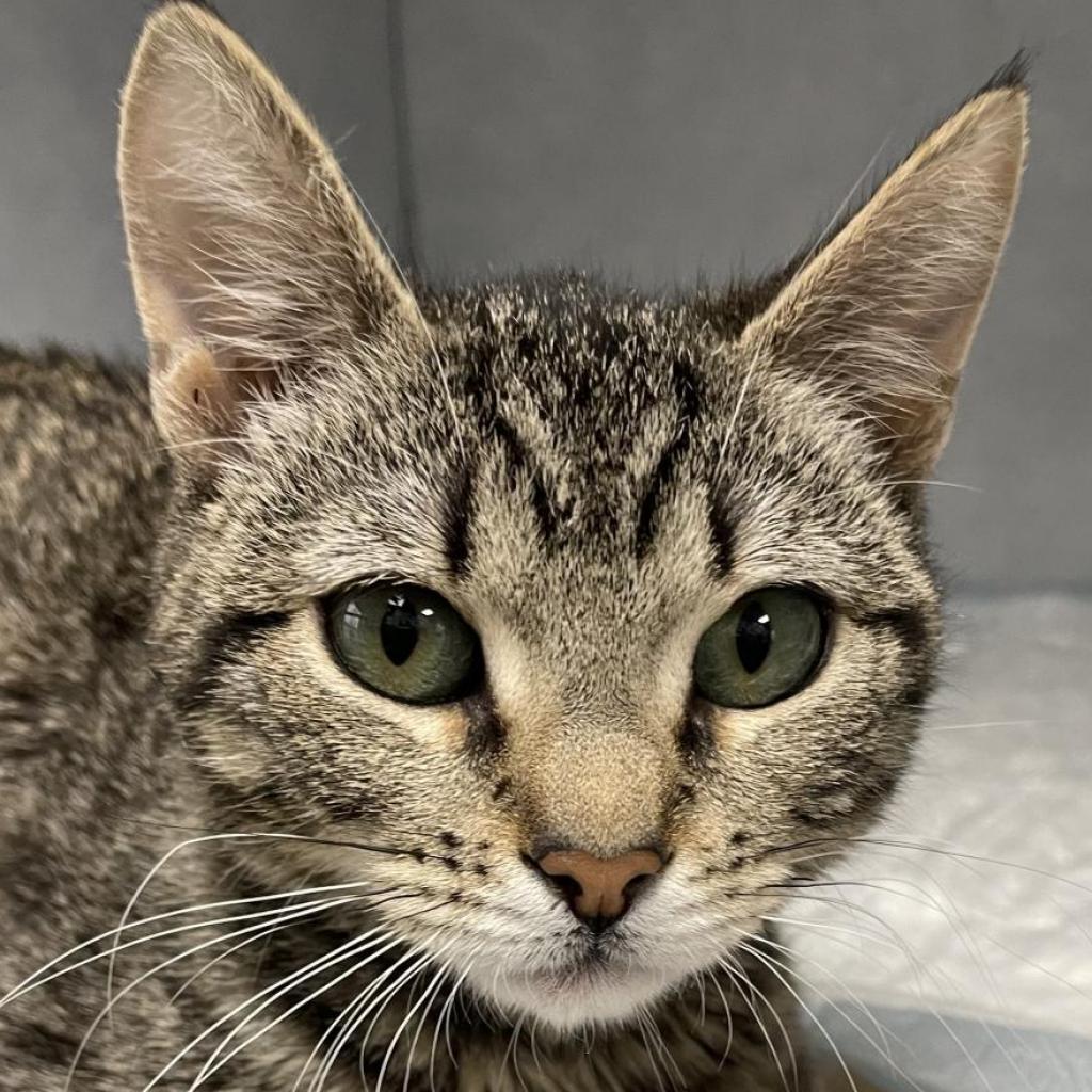 Tisha, an adoptable Domestic Short Hair in Kanab, UT, 84741 | Photo Image 2