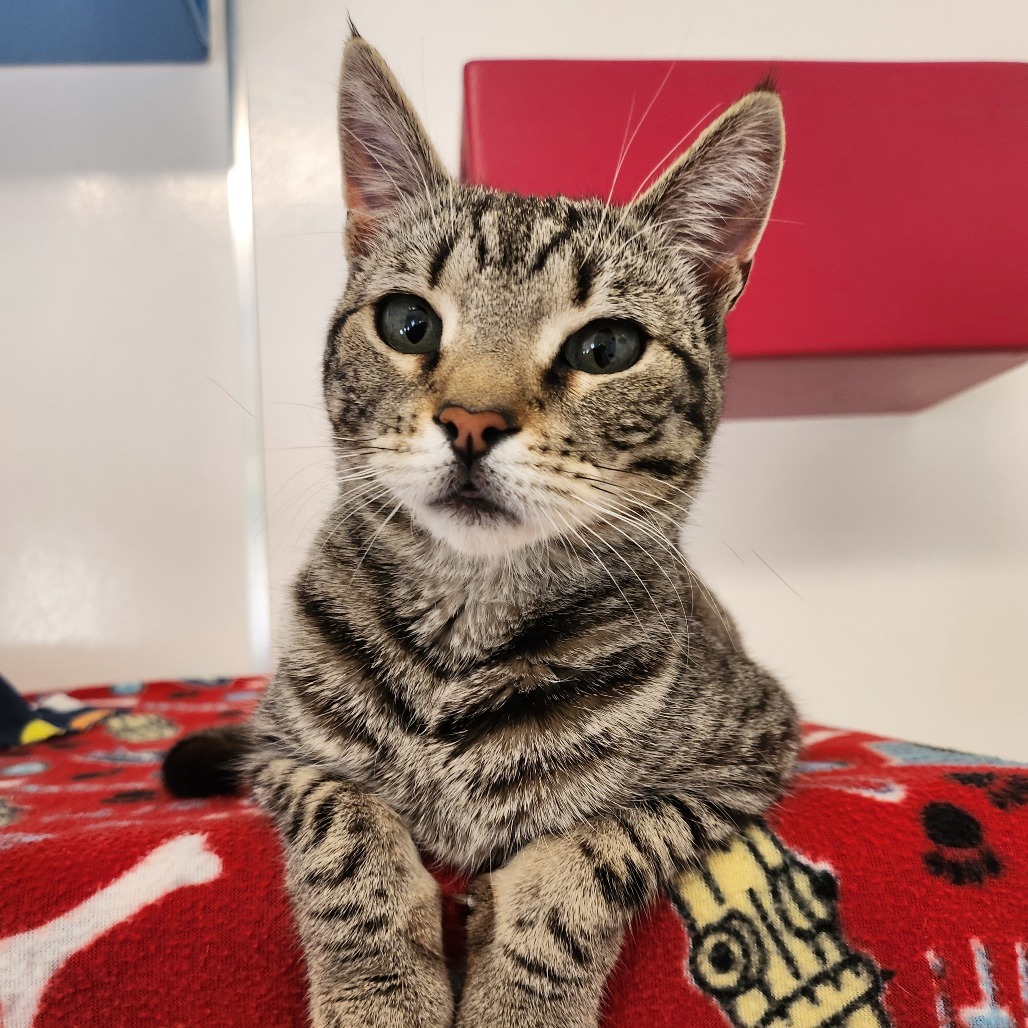 Tisha, an adoptable Domestic Short Hair in Kanab, UT, 84741 | Photo Image 3
