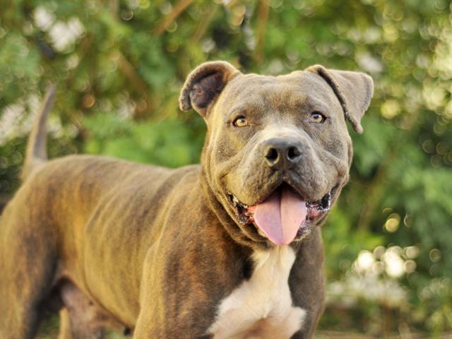 JOSEPH, an adoptable Bullmastiff in Tavares, FL, 32778 | Photo Image 1