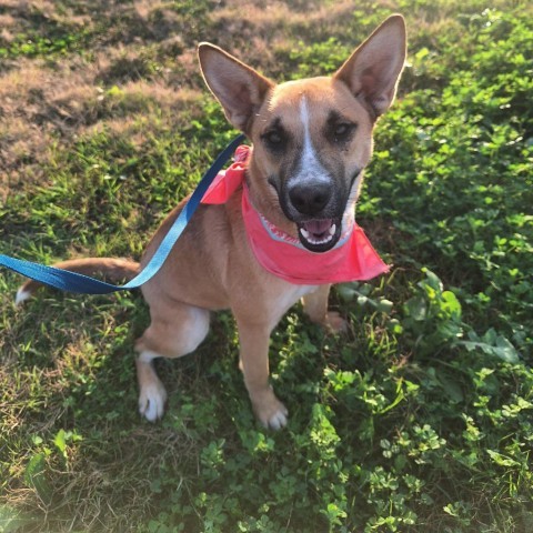 Bell, an adoptable German Shepherd Dog, Husky in Harlingen, TX, 78550 | Photo Image 1