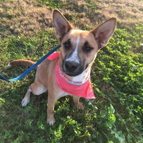 Bell, an adoptable German Shepherd Dog, Husky in Harlingen, TX, 78550 | Photo Image 2