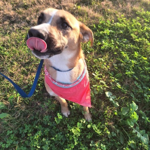 Bell, an adoptable German Shepherd Dog, Husky in Harlingen, TX, 78550 | Photo Image 3