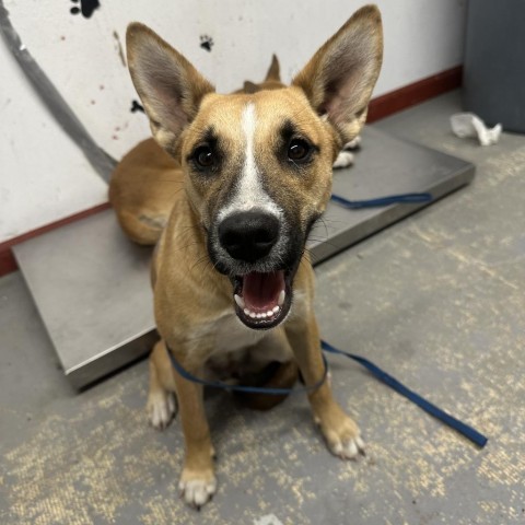 Bell, an adoptable German Shepherd Dog, Husky in Harlingen, TX, 78550 | Photo Image 3