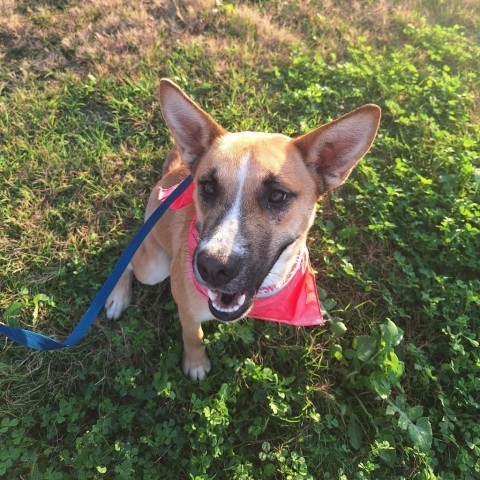 Bell, an adoptable German Shepherd Dog, Husky in Harlingen, TX, 78550 | Photo Image 5