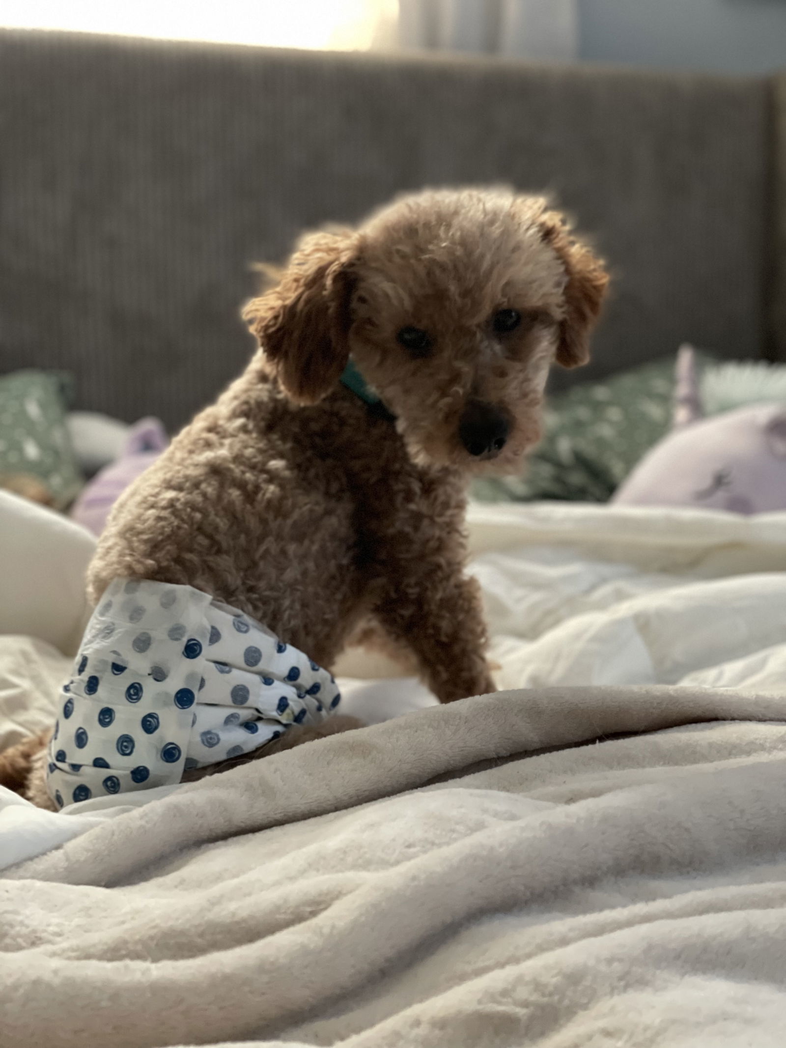 Louis V, an adoptable Poodle in Cedar Rapids, IA, 52405 | Photo Image 1