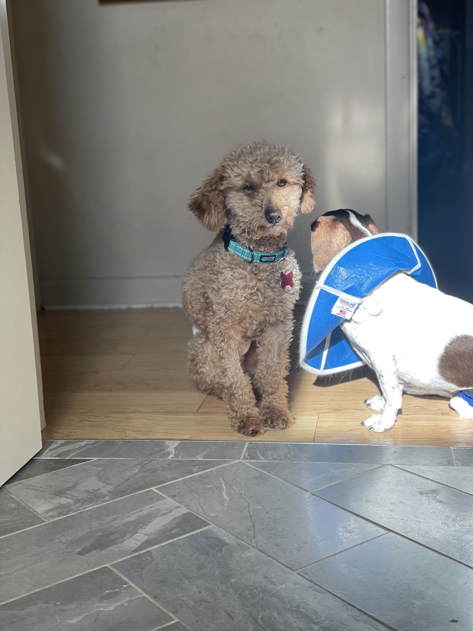 Louis V, an adoptable Poodle in Cedar Rapids, IA, 52405 | Photo Image 3