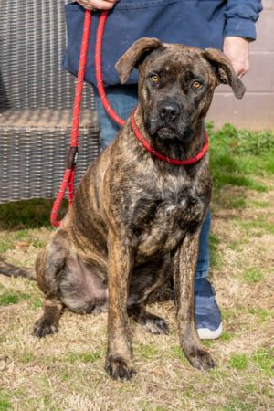Morgana is a gorgeous brindle girl with the most beautiful soulful eyes When sh