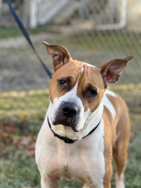 Petfinder store bull terrier