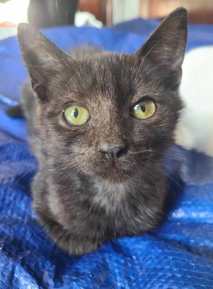 Buggy, an adoptable Domestic Short Hair in Salinas, CA, 93905 | Photo Image 1