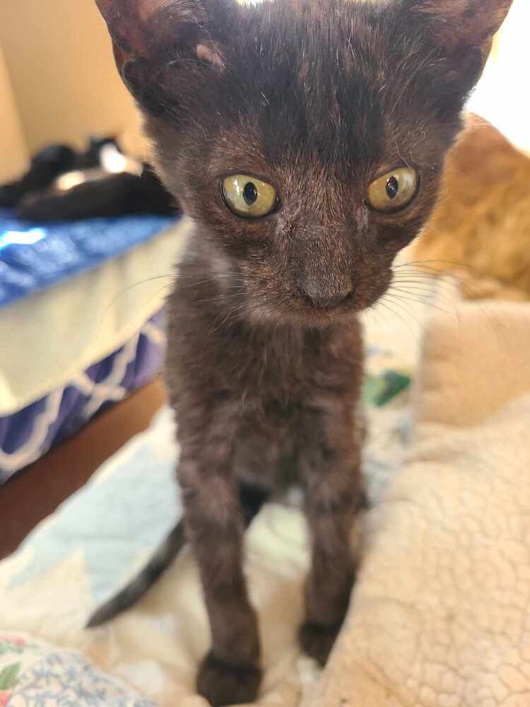 Buggy, an adoptable Domestic Short Hair in Salinas, CA, 93905 | Photo Image 2