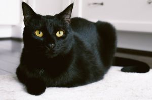 Are you ready to meet the epitome of feline beauty and grace Look no further than Venus a breathta