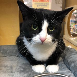 Cats for Adoption Near Washington, WA