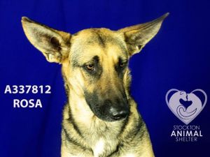 ROSA, Young Female German Shepherd Dog