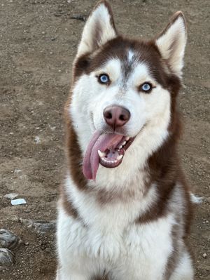 Whiskey, Adult Male unknown