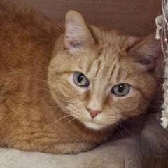 Harry--Senior Gentleman comes with Vet Care Support for Life