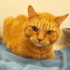 Harry--Senior Gentleman comes with Vet Care Support for Life