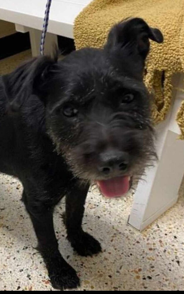Finn, an adoptable Schnauzer in Wendell, NC, 27591 | Photo Image 1