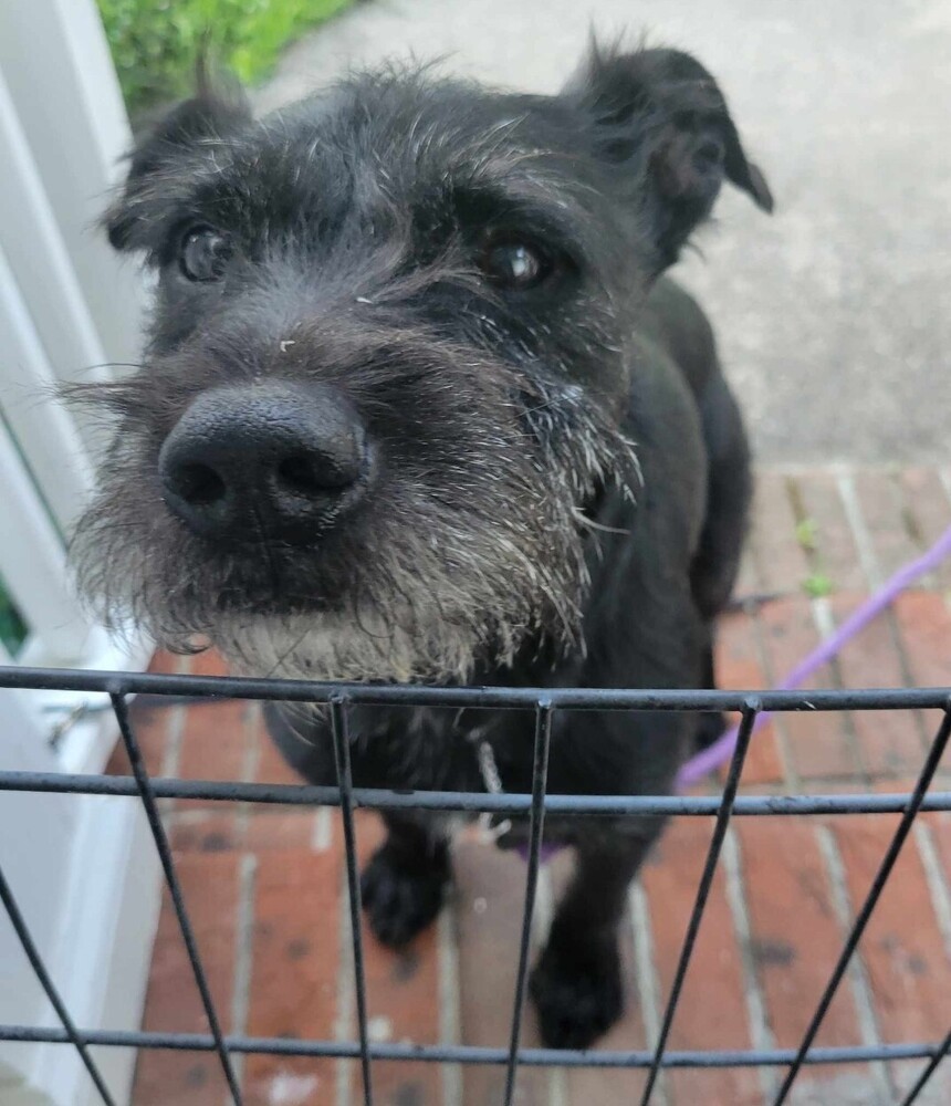 Finn, an adoptable Schnauzer in Wendell, NC, 27591 | Photo Image 2
