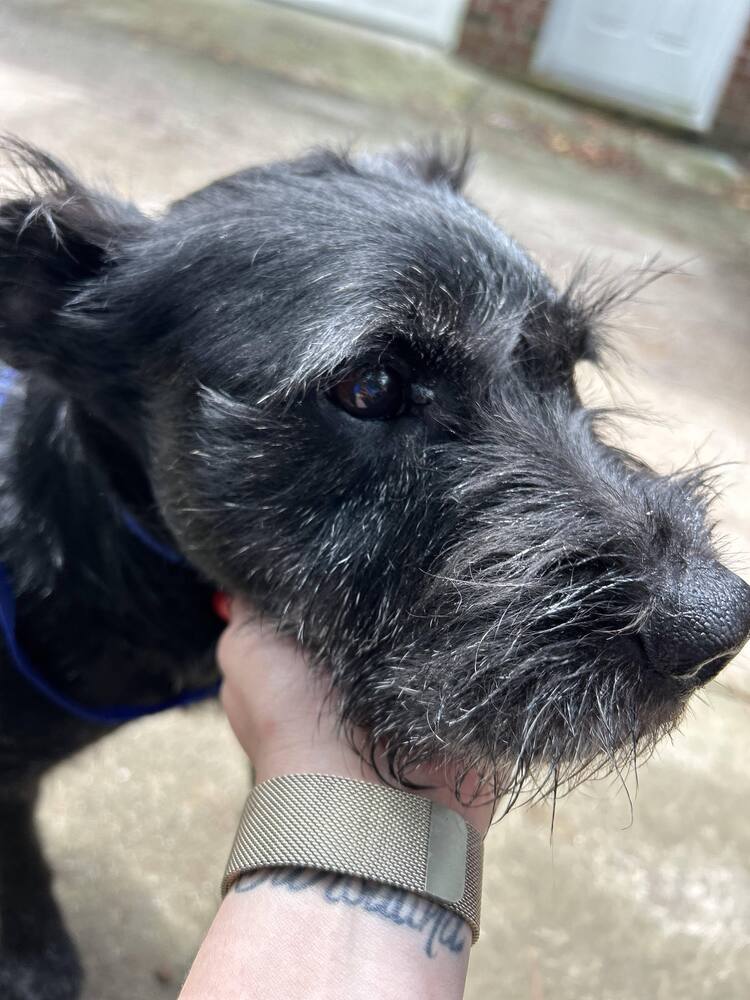 Finn, an adoptable Schnauzer in Wendell, NC, 27591 | Photo Image 3