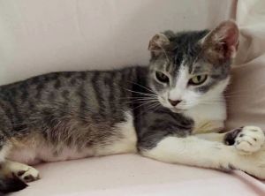 Miley, Adult Female Tabby