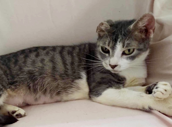 Miley, an adoptable Tabby, Domestic Short Hair in Wendell, NC, 27591 | Photo Image 1