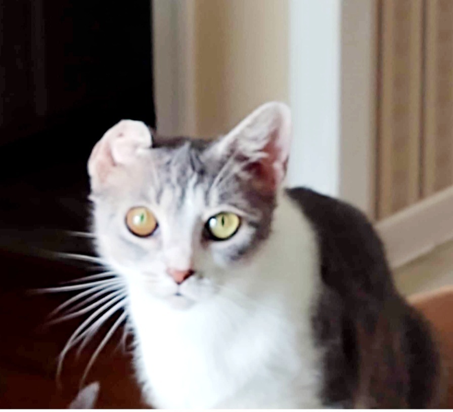 Miley, an adoptable Tabby, Domestic Short Hair in Wendell, NC, 27591 | Photo Image 2