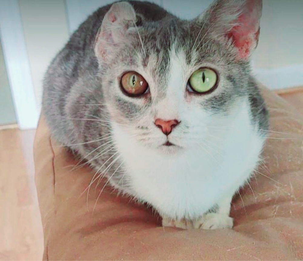 Miley, an adoptable Tabby, Domestic Short Hair in Wendell, NC, 27591 | Photo Image 3