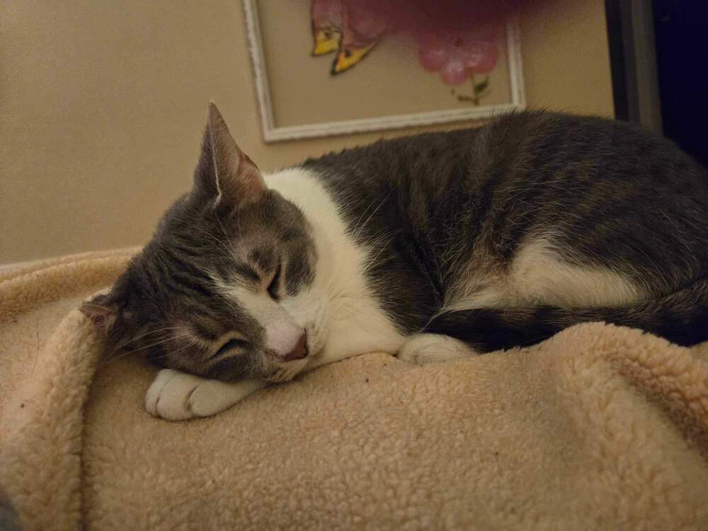 Miley, an adoptable Tabby, Domestic Short Hair in Wendell, NC, 27591 | Photo Image 4