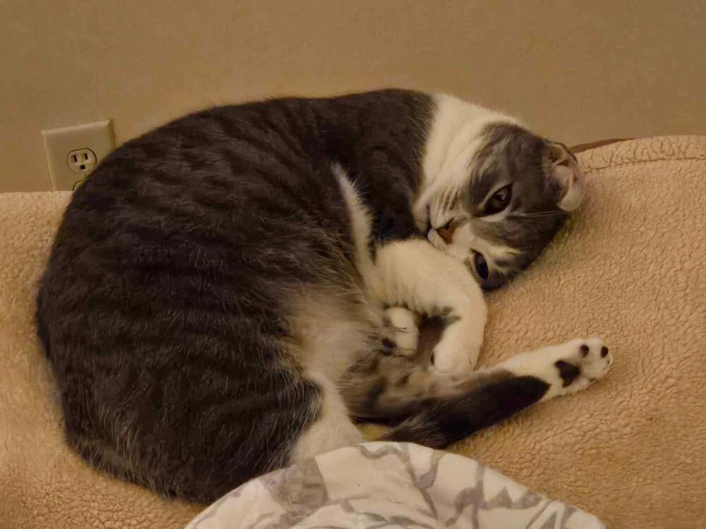 Miley, an adoptable Tabby, Domestic Short Hair in Wendell, NC, 27591 | Photo Image 5