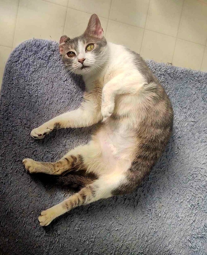 Miley, an adoptable Tabby, Domestic Short Hair in Wendell, NC, 27591 | Photo Image 6