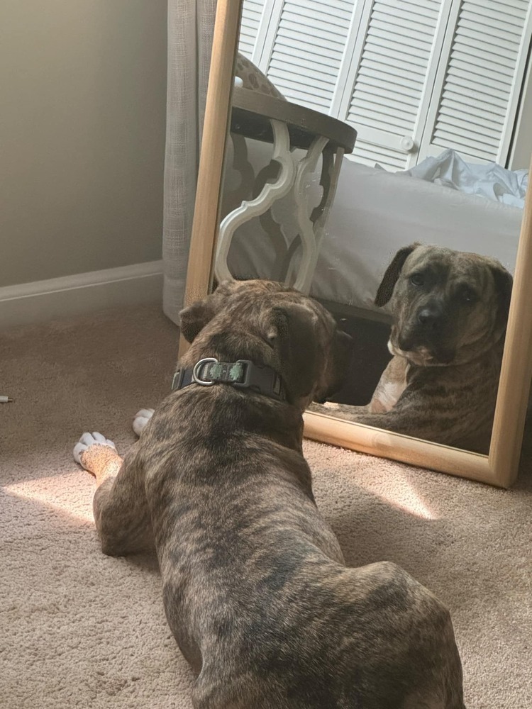 Mable, an adoptable Mountain Cur in Wendell, NC, 27591 | Photo Image 1