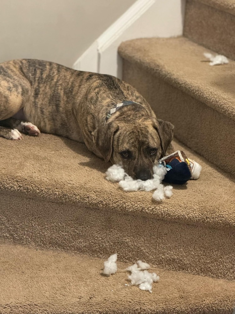 Mable, an adoptable Mountain Cur in Wendell, NC, 27591 | Photo Image 3