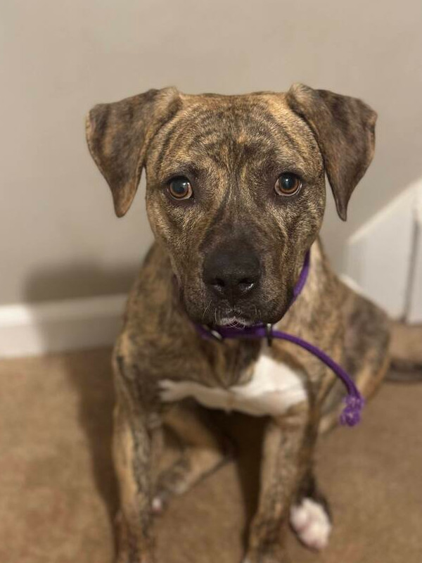 Mable, an adoptable Mountain Cur in Wendell, NC, 27591 | Photo Image 4