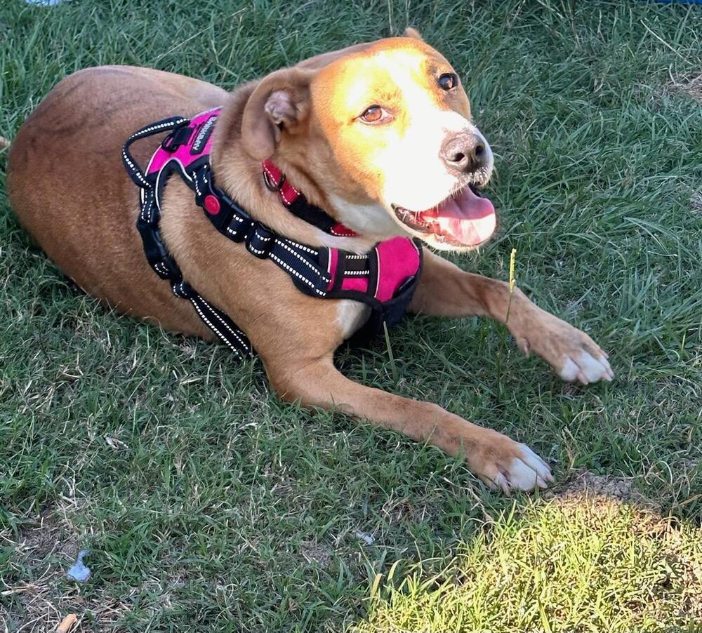 Flower, an adoptable Cattle Dog, Mixed Breed in Wendell, NC, 27591 | Photo Image 2