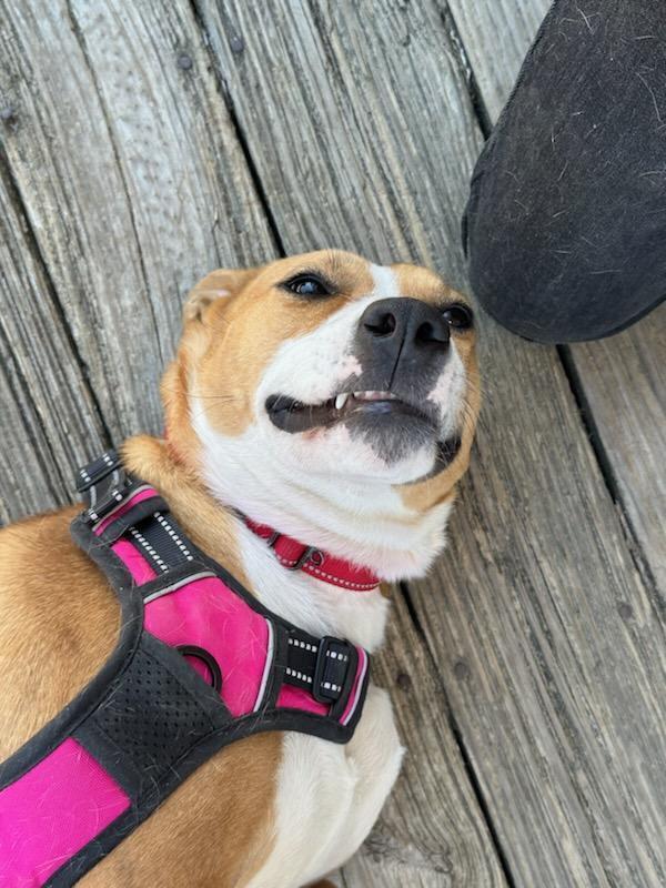 Flower, an adoptable Cattle Dog, Mixed Breed in Wendell, NC, 27591 | Photo Image 4