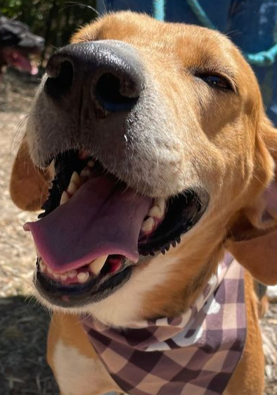 Kylo, an adoptable Treeing Walker Coonhound in Wendell, NC, 27591 | Photo Image 1