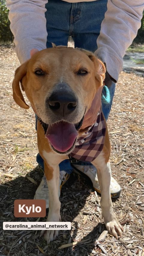 Kylo, an adoptable Treeing Walker Coonhound in Wendell, NC, 27591 | Photo Image 2