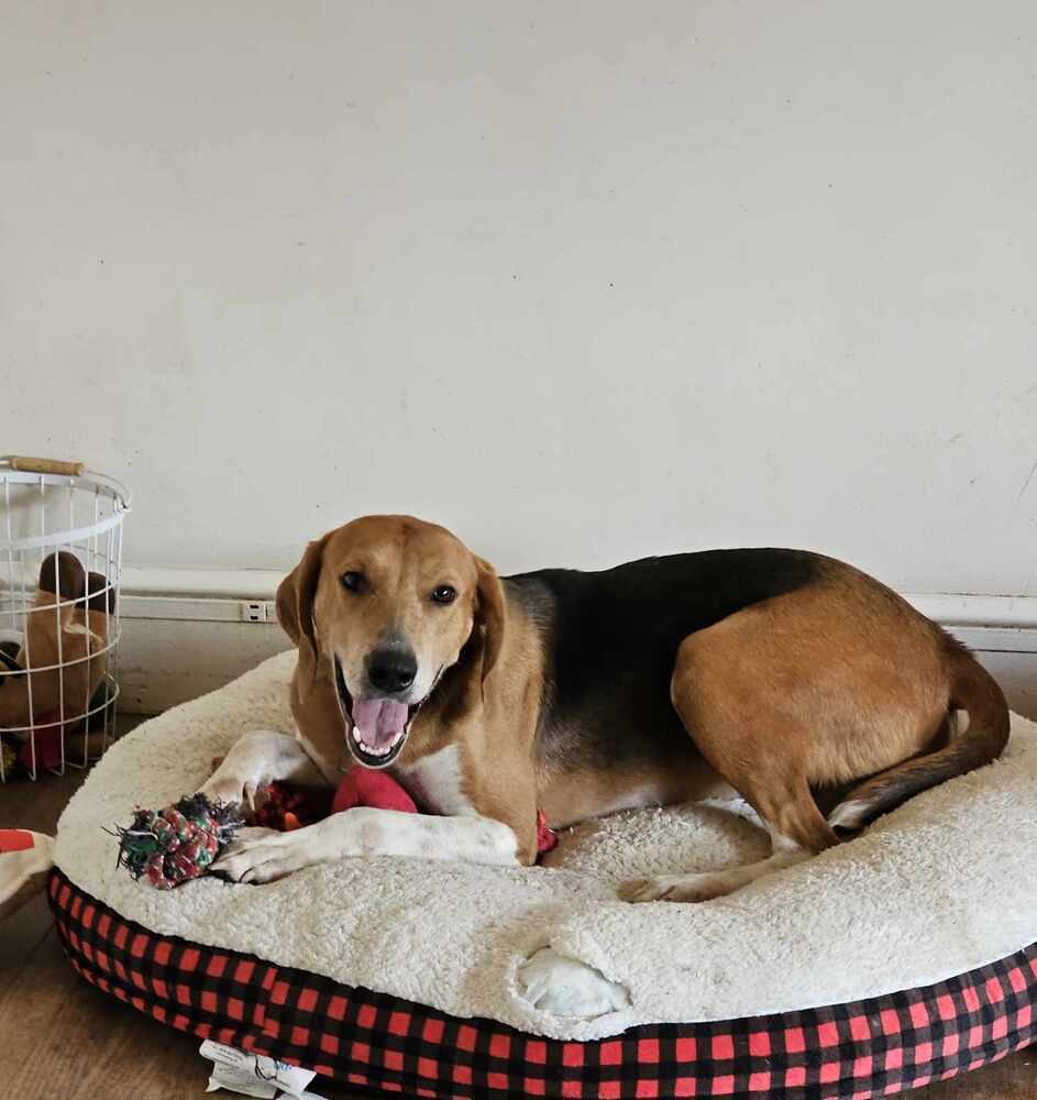 Kylo, an adoptable Treeing Walker Coonhound in Wendell, NC, 27591 | Photo Image 3